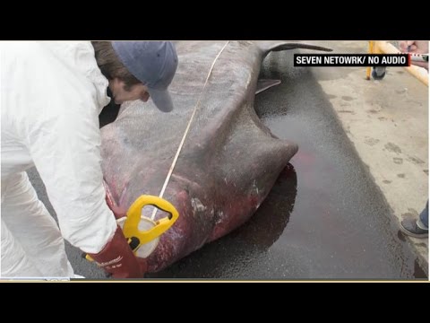 Rare, giant basking shark caught off Australian coast -CNN News